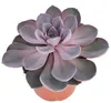Echeveria Perle von Nürnberg - ve?ká rastlina v 12cm hrnci Podgląd zdjęcia produktu 1