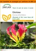 SAFLAX Garden in the bag - Gloriosa - 15 semi - Gloriosa Anteprima dell’immagine prodotto 1