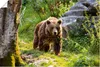 ARTland Poster Braunbär auf Wanderung Größe: 30x20 cm Produktbild-Vorschau 1