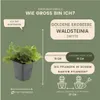 Plants by Frank | 48 Dreiblatt Golderdbeere Pflanzen | Produktbild-Vorschau 7
