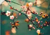 ARTland Wandbild, selbstklebend Japanische Kirsch Sakura Produktbild-Vorschau 1