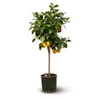 Oranger - agrume méditerranéen - arbre fruitier - ↕ 120-130 Voir les images du produit 1