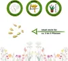 Gurke Kiwano Samen - Cucumis metuliferus - Gurkensamen - Produktbild-Vorschau 2