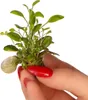 Eco Plant Lobelia Cardinalis 'mini' - In-vitro-Pflanze 2 Produktbild-Vorschau 7
