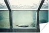 MuchoWow® Poster Robbe im Aquarium 60x40 cm - Produktbild-Vorschau 1