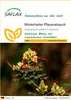 SAFLAX - Winterharter Pfauenstrauch - Caesalpinia gillesii Produktbild-Vorschau 1