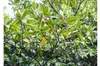 Pomarańczowa mangrowa (Bruguiera sexangula)  – 1 Podgląd zdjęcia produktu 3