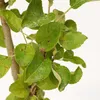 Čerešňa Prunus avium 'Sylvia', 5 l kvetináč Náhľad obrázku produktu 3