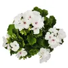 Pelargonium grandiflorum „Don Palido” – pelargonia Podgląd zdjęcia produktu 4
