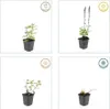 Salvia nemoroze 'Caradonna' 24 planten Tiefviolette Productafbeelding-voorbeeld 6