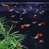 Fischfutter Aquarium Set für Zierfische, 5-teilig mit Produktbild-Vorschau 6