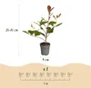 Green boutiQ - 40x Photinia fraseri Red Robin - Glanzmispel Produktbild-Vorschau 3