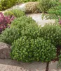 BALDUR Garten 2x Winterharter Oregano, Pflanzen im 9x9 Produktbild-Vorschau 2