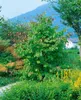 Parrotia persica, Eisenholzbaum, 60–80 cm, leuchtend rote Produktbild-Vorschau 3