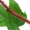Philodendron squamiferum - dziki przyjaciel drzew o Podgląd zdjęcia produktu 3