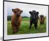 MuchoWow® Gerahmtes Poster Schottische Highlander - Kühe - Produktbild-Vorschau 1