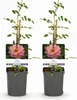 GreenboutiQ - Kletterrose - Rosa Salmon Queen - Blüte Produktbild-Vorschau 1