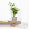 Chamaedorea Elegans, Bergpalme, Palme, 30-40 cm, Topf 12 cm Produktbild-Vorschau 2