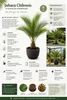 Jubaea chilensis Honigpalme ca. 60 cm | Chilenische Produktbild-Vorschau 2