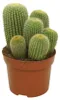 Tonneau d'Or – Notocactus leninghausii – Parodia – Produktbild-Vorschau 1