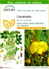 SAFLAX  - Cacahuète - 8 graines - Avec substrat - Arachis Voir les images du produit 1