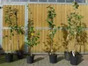 Several potted young trees are lined up against a wooden fence. Produktbild-Vorschau