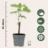 Traubenpflanze - 3 Stk - Vitis vinifera - Höhe 25-40cm - Produktbild-Vorschau 2