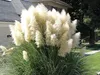 A large clump of white pampas grass is shown in front of a house and lawn. Produktbild-Vorschau
