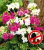 BALDUR Garten 3er Incarvillea' Blüten-Mix' Produktbild-Vorschau 1