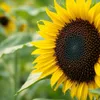 20kg Sonnenblumenkerne schwarz Produktbild-Vorschau 2