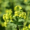 Bloomique - Lot de 3 - Alchemilla Mollis - Alchémille - Voir les images du produit 4