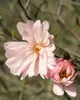 Magnolia stellata 'Rosea', Sternmagnolie, rosa Blüten, Produktbild-Vorschau 14