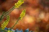 Mahonia media 'Winter Sun', Mahonie, gelbe Blüten, 60–80 cm Produktbild-Vorschau 10