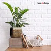 A potted plant sits on a wooden surface in front of a white brick wall, with books and an ampersand decoration nearby. Produktbild-Vorschau