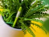 A green hygrometer is placed in a potted fern. Produktbild-Vorschau