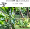 Darjeeling Bananen Samen (Musa sikkimensis) - Winterharte Produktbild-Vorschau 3