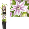 Clematis ‚Nelly Moser‘ – Großblumige Waldrebe | Rosa-weiße Produktbild-Vorschau 2