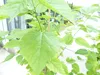 Morus Nigra 170 - 180 cm Schwarze Maulbeere, Produktbild-Vorschau 3