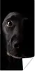 MuchoWow® Poster Ein schwarzer Labrador Retriever auf Produktbild-Vorschau 1