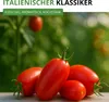 Flaschentomaten San Marzano 2 Samen - Solanum lycopersicum Produktbild-Vorschau 8