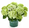 Green boutiQ - Balkonpflanze - Hortensie - Hydrangea Produktbild-Vorschau 1