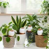 Relaxdays, zestaw 4 doniczek do nawadniania, pojemność 350 Podgląd zdjęcia produktu 2