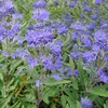 2 x  Bartblume  - Caryopteris clandonensis 'Heavenly Blue'  Anteprima dell’immagine prodotto 2