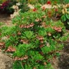 Glockenstrauch (Enkianthus campanulatus), wysokość 60-80 Podgląd zdjęcia produktu 11
