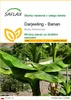 SAFLAX - Darjeeling - Banan - 5 Nasiona - Musa sikkimensis Podgląd zdjęcia produktu 1