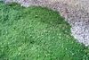 Stauden Gänge 3 x Thymus praecox 'Red Carpet‘ - Roter Produktbild-Vorschau 6
