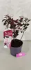 Prunus x cistena, Zierpflaume, 3-Liter-Topf Produktbild-Vorschau 4