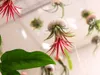 Gardners Medusa ROSE s Tillandsií ionantha green Náhled obrázku produktu 2