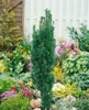 Taxus baccata 'Fastigiata Robusta', Säuleneibe, 30–40 cm Produktbild-Vorschau 14