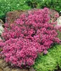 BALDUR Garten 3x Winterharter Bodendecker-Thymian, Pflanzen Produktbild-Vorschau 1